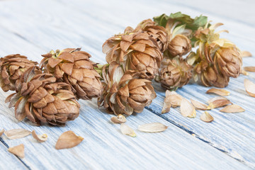 Brown hop cones on the light wooden background