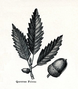 oak leaves and acorn botanical drawing clip art preview