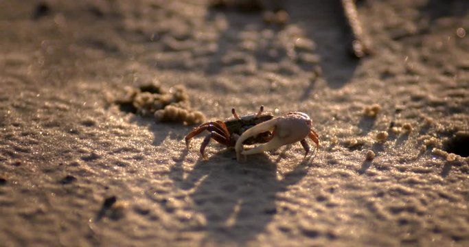 Close up of fiddler crab feeding on sand