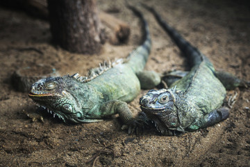 Close-up of Green Iguana