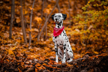 dalmatiner hund sitzt stolz auf einem baum