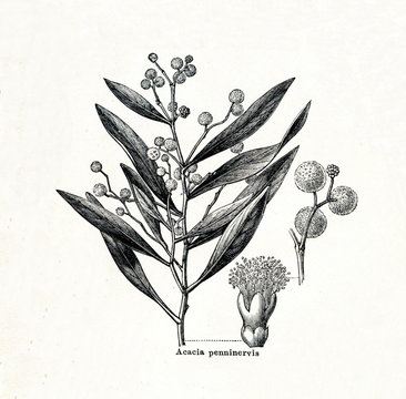 Mountain hickory (Acacia penninervis) (from Meyers Lexikon, 1895, 7/378/379)