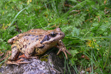 rana temporaria ritratto