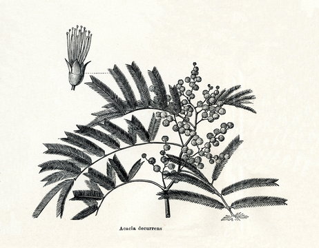 Black wattle (Acacia decurrens) (from Meyers Lexikon, 1895, 7/378/379)