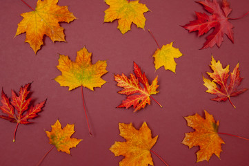 Naklejka na ściany i meble Autumn colorful fallen maple leaves on claret background