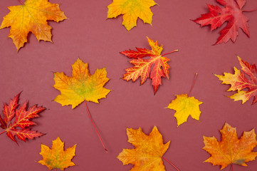 Autumn colorful fallen maple leaves on claret background