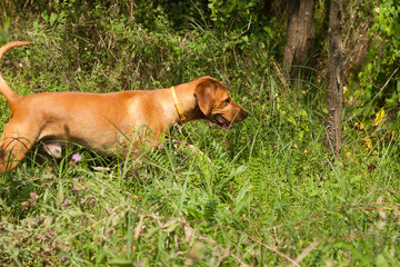 Serbian hound dog