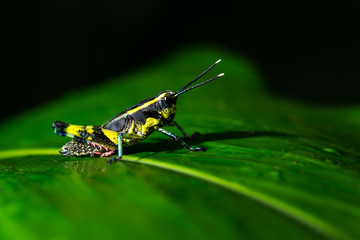 Grasshopper perching on a leaf