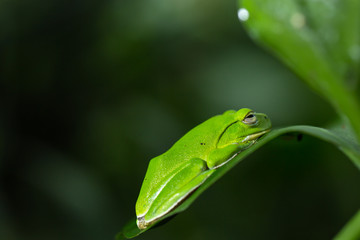 American green tree frog with lush ginger foliage