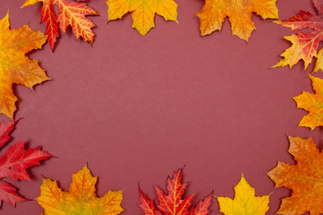 Claret background surrounded by autumn colorful fallen maple lea