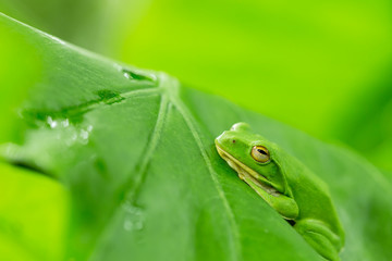 American green tree frog with lush ginger foliage
