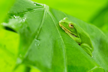 American green tree frog with lush ginger foliage
