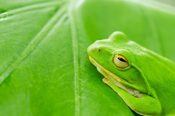 American green tree frog with lush ginger foliage