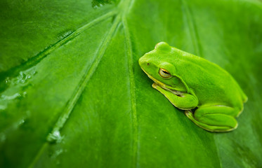 American green tree frog with lush ginger foliage