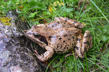 rana temporaria ritratto