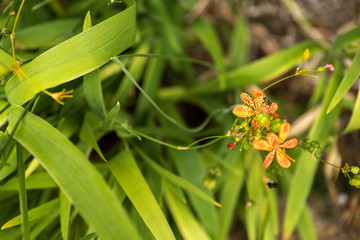 Close up of beautiful yellow flowers