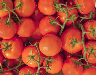 Photo of ripe red tomatoes on branches