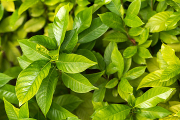 Green leaves background, selective focus