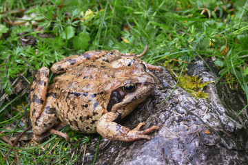 rana temporaria ritratto
