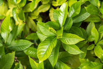 Fototapeta na wymiar Green leaves background, selective focus