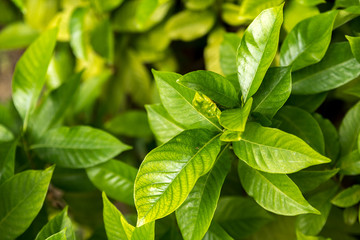 Green leaves background, selective focus