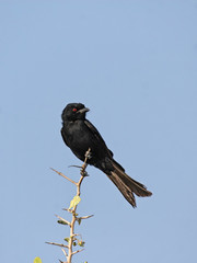 Trauerdrongo (Dicrurus adsimilis) im Etosha Nationalpark, Namibia