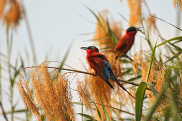 Scharlachspint (Merops nubicoides) im Okavango Delta, Botswana