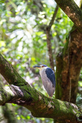 Nachtreiher (Nycticorax nycticorax)
