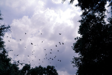 bird flying in the sky