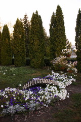 Цветочная клумба в городском парке