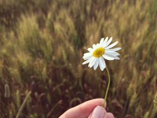 Camomile