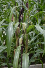 corn tree in country farm Thailand