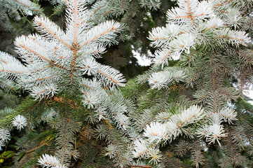 blue spruce