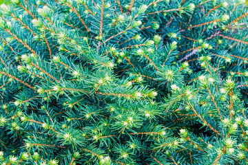 Green fir brunches as a background.