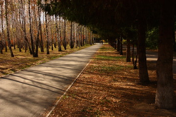 Осенняя дорога в городском парке © vasilaleksandrov