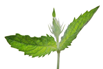 Fototapeta premium young dark green mint branch on white