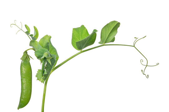 isolated green pea on stem