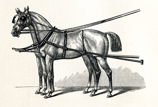 Horse harnessing (Luxuskumtgeschirr) (from Meyers Lexikon, 1895, 7/432/433)