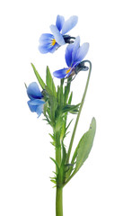 three isolated pansy blue blooms on stem