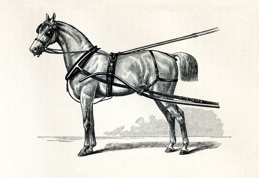 Horse harnessing (Selletgeschirr) (from Meyers Lexikon, 1895, 7/432/433)