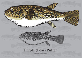 Purple (Pear) Puffer. Vector illustration for artwork in small sizes. Suitable for graphic and packaging design, educational examples, web, etc © nikolaynachkov
