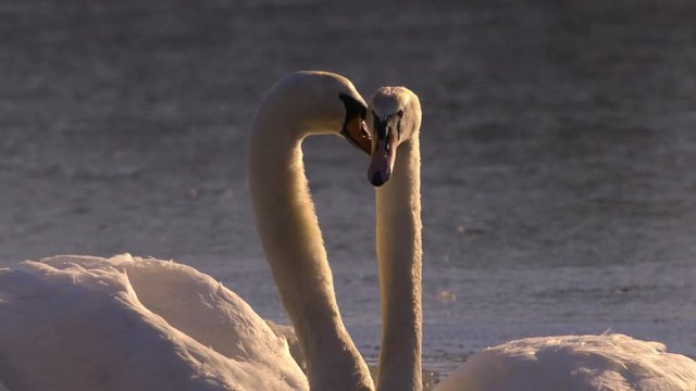 Slow motion of swan forming heart shape