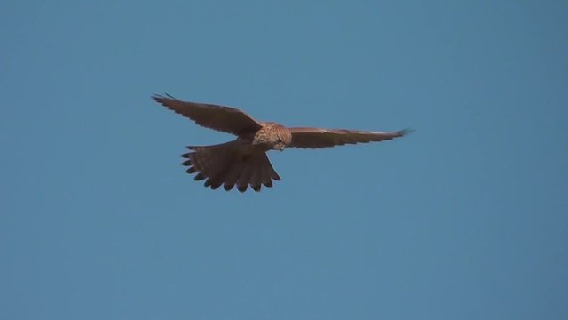 Turmfalke im R&uuml;ttelflug, Falco tinnunculus