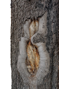 Baum Struktur