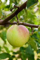 Shiny delicious apples hanging from a tree branch in an apple or