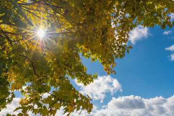 Sonnenstrahl durch Laubblätter