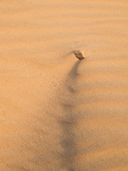 Tiny stone in a wind washed dune