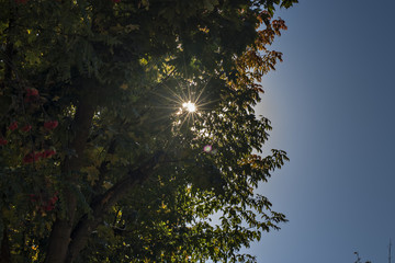 желтые кленовые листья осенью 