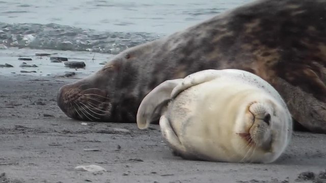 Kegelrobbe, Jungtier am Strand, halichoerus grypus