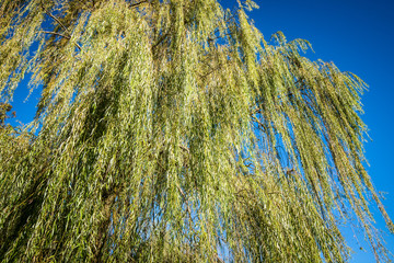 Weeping willow foliage and blue sky